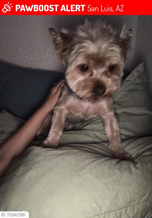 Lost Male Dog last seen 4th Dr and DST next to La Cruda, San Luis, AZ 85349