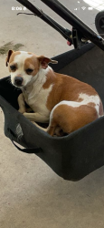 Lost Female Dog last seen E Douglas and Ben Maddox, Visalia, CA 93277