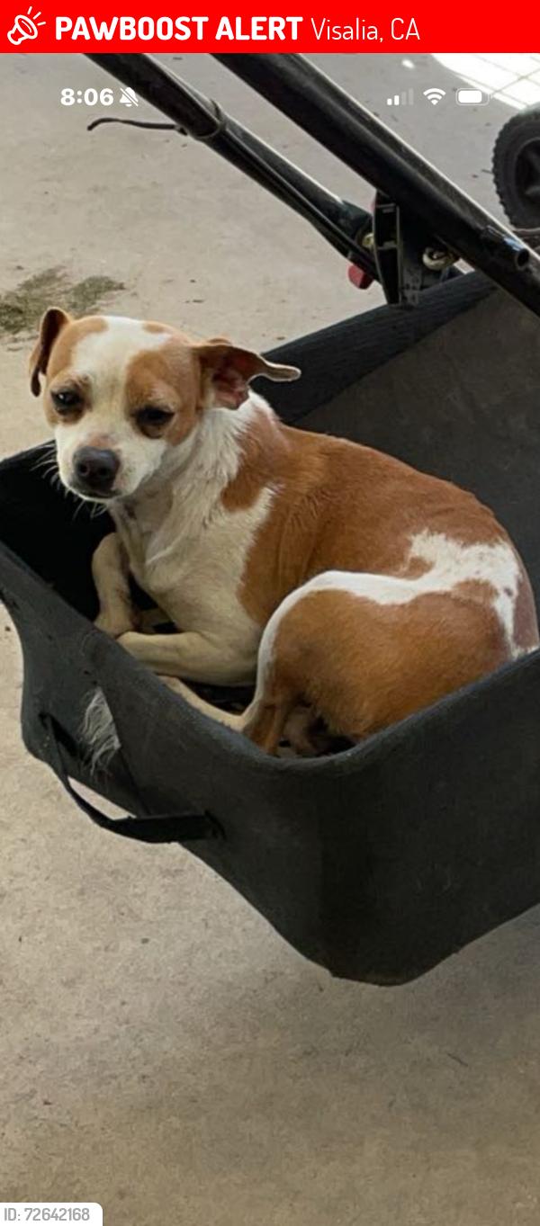 Lost Female Dog last seen E Douglas and Ben Maddox, Visalia, CA 93277