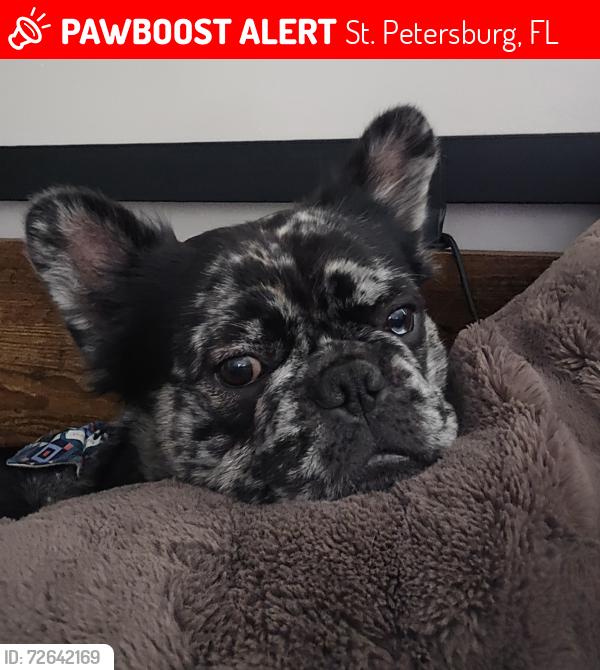Lost Male Dog last seen 20th Ave North and 16th street, St. Petersburg, FL 33704