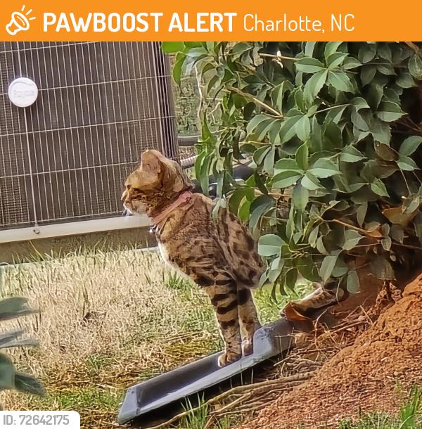Found/Stray Unknown Cat last seen Falls Ridge and Canioe, Charlotte, NC 28269