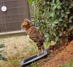 Found/Stray Unknown Cat last seen Falls Ridge and Canioe, Charlotte, NC 28269