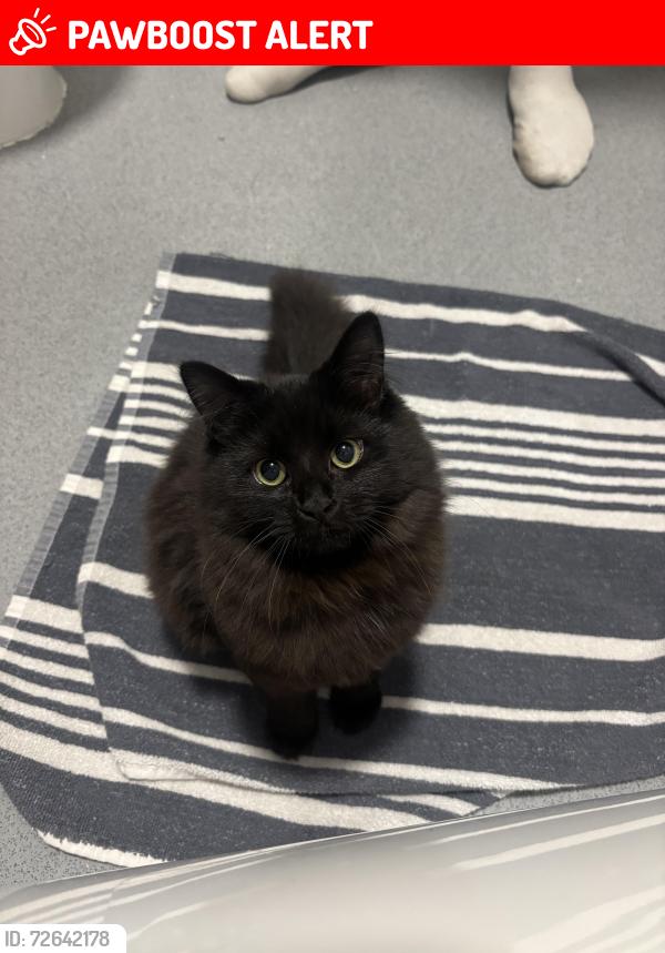 Lost Female Cat last seen Whittington, Parnwell, England PE1 4BG