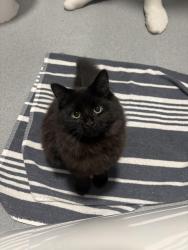 Lost Female Cat last seen Whittington, Parnwell, England PE1 4BG