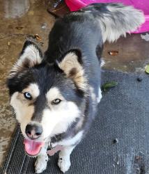 Lost Female Dog last seen Bullard and Millbrook  near Eaton Elementary , Fresno, CA 93710