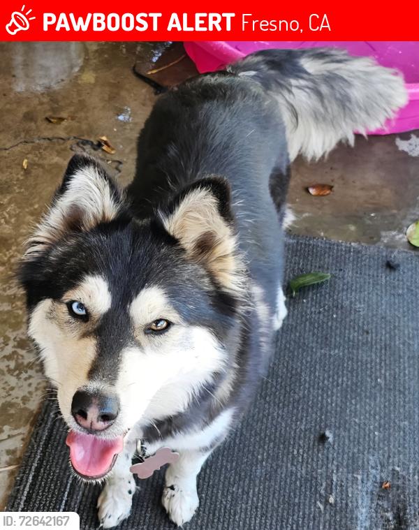 Lost Female Dog last seen Bullard and Millbrook  near Eaton Elementary , Fresno, CA 93710