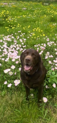 Lost Male Dog last seen Pool hill rd , Fulshear, TX 77441