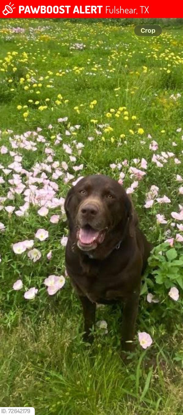 Lost Male Dog last seen Pool hill rd , Fulshear, TX 77441