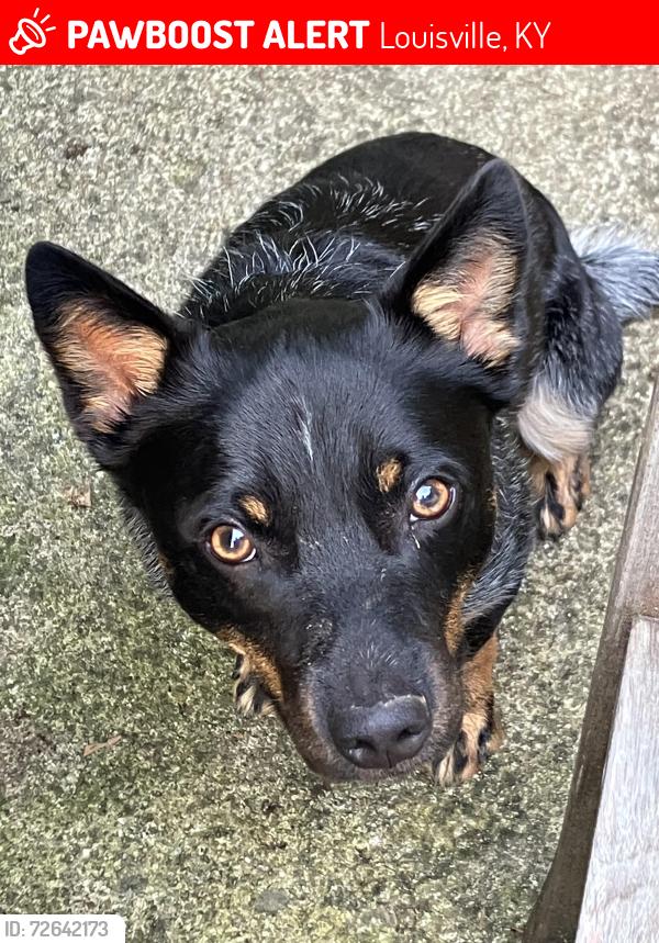 Lost Male Dog last seen Near Taylorsville Rd. Louisville, KY 40299, Louisville, KY 40299