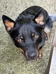 Lost Male Dog last seen Near Taylorsville Rd. Louisville, KY 40299, Louisville, KY 40299