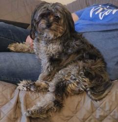 Lost Male Dog last seen 66th Kearney, Commerce City, CO 80022