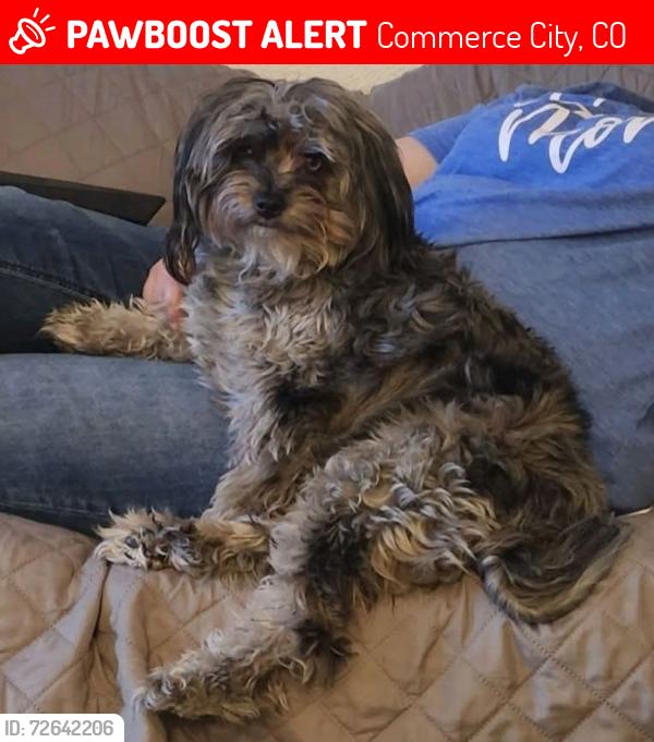 Lost Male Dog last seen 66th Kearney, Commerce City, CO 80022