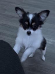 Lost Female Dog last seen Near 4351 Sorenson Crescent , Richmond, BC V6X 2V6