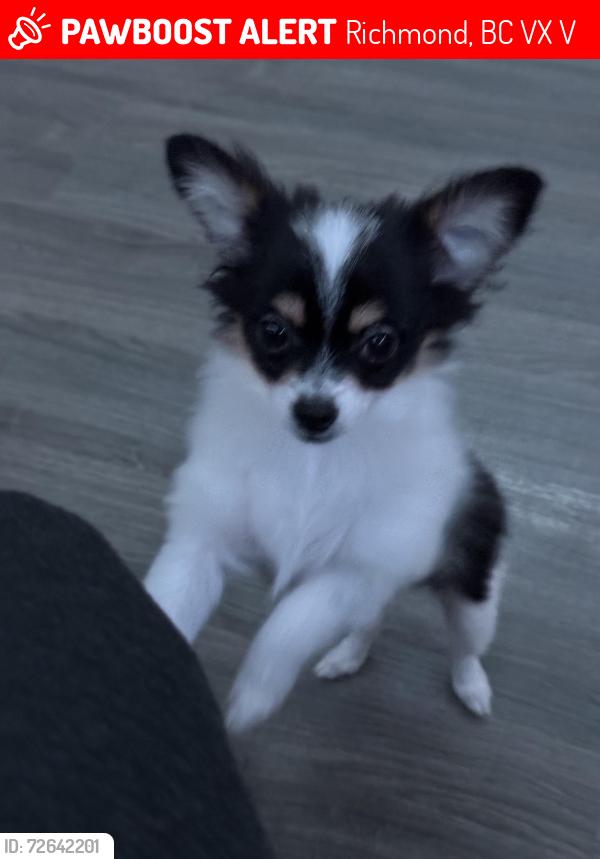 Lost Female Dog last seen Near 4351 Sorenson Crescent , Richmond, BC V6X 2V6