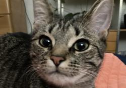 Lost Female Cat last seen Oxbow Rd between Antelope and Oxbow Cir, Stone Mountain, GA 30087