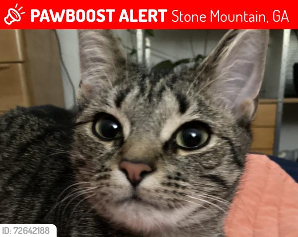Lost Female Cat last seen Oxbow Rd between Antelope and Oxbow Cir, Stone Mountain, GA 30087