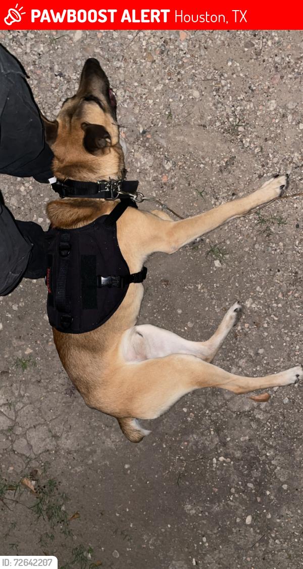Lost Male Dog last seen C st, Houston, TX 77003