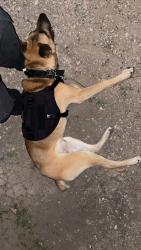 Lost Male Dog last seen C st, Houston, TX 77003