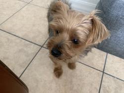 Found/Stray Male Dog last seen Dunand and fisherman st , Opa-locka, FL 33054