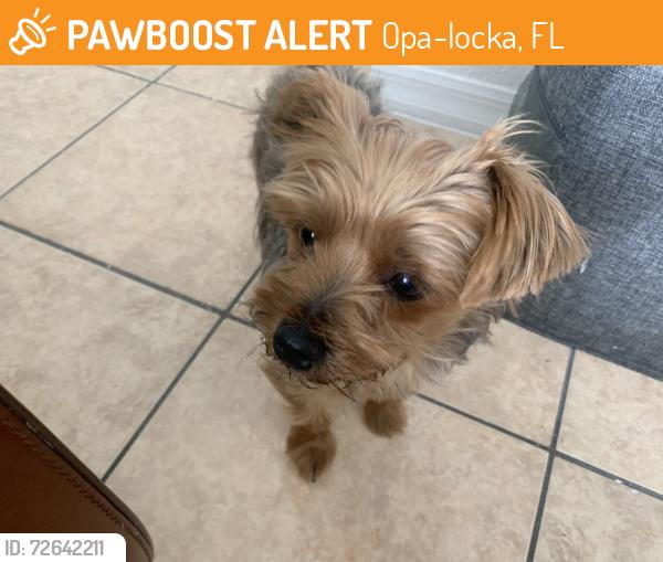 Found/Stray Male Dog last seen Dunand and fisherman st , Opa-locka, FL 33054