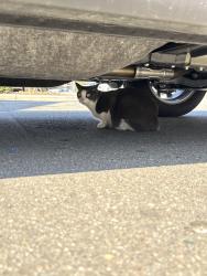 Found/Stray Unknown Cat last seen Publix, Town center in clemmons, Clemmons, NC 27012