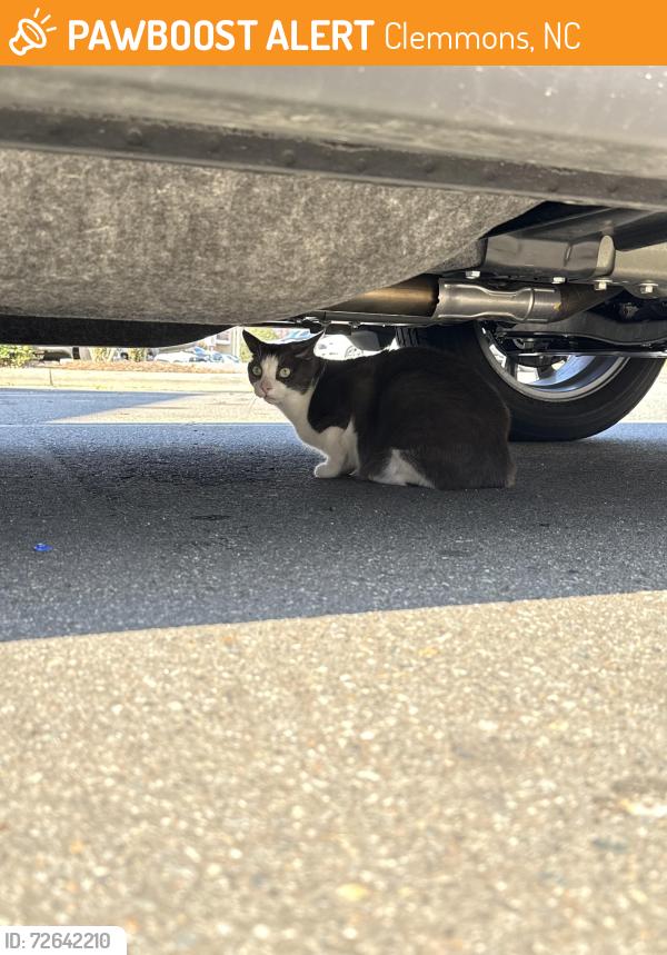 Found/Stray Unknown Cat last seen Publix, Town center in clemmons, Clemmons, NC 27012