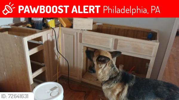 Lost Female Dog last seen 69th and up, Philadelphia, PA 19142