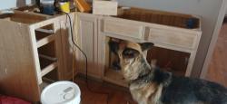 Lost Female Dog last seen 69th and up, Philadelphia, PA 19142