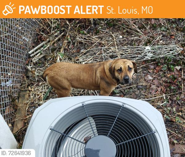 Found/Stray Unknown Dog last seen Hampton and Arsenal, St. Louis, MO 63139