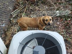 Found/Stray Unknown Dog last seen Hampton and Arsenal, St. Louis, MO 63139