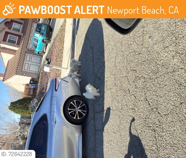Found/Stray Unknown Dog last seen San Miguel Dr, Newport Beach, CA 92660