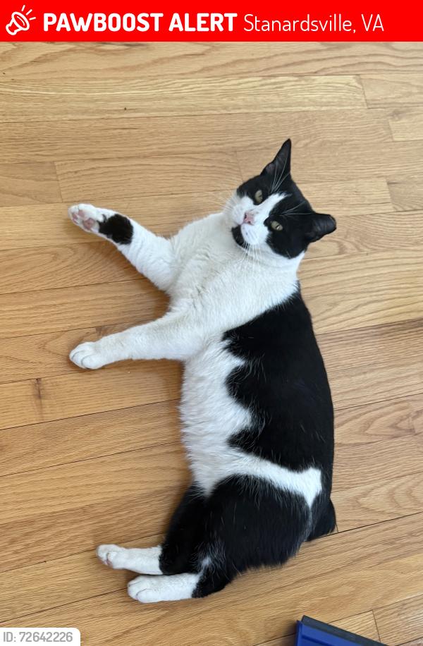 Lost Male Cat last seen Near West /Low Geer Dr, Stanardsville, VA 22973