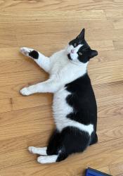 Lost Male Cat last seen Near West /Low Geer Dr, Stanardsville, VA 22973