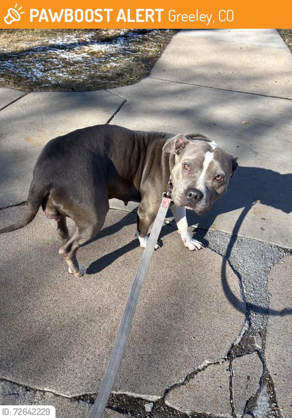 Found/Stray Female Dog last seen 11th street, Greeley, CO 80631