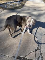 Found/Stray Female Dog last seen 11th street, Greeley, CO 80631