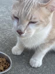 Found/Stray Male Cat last seen Near Balboa parkway, Clayton, NC 27520