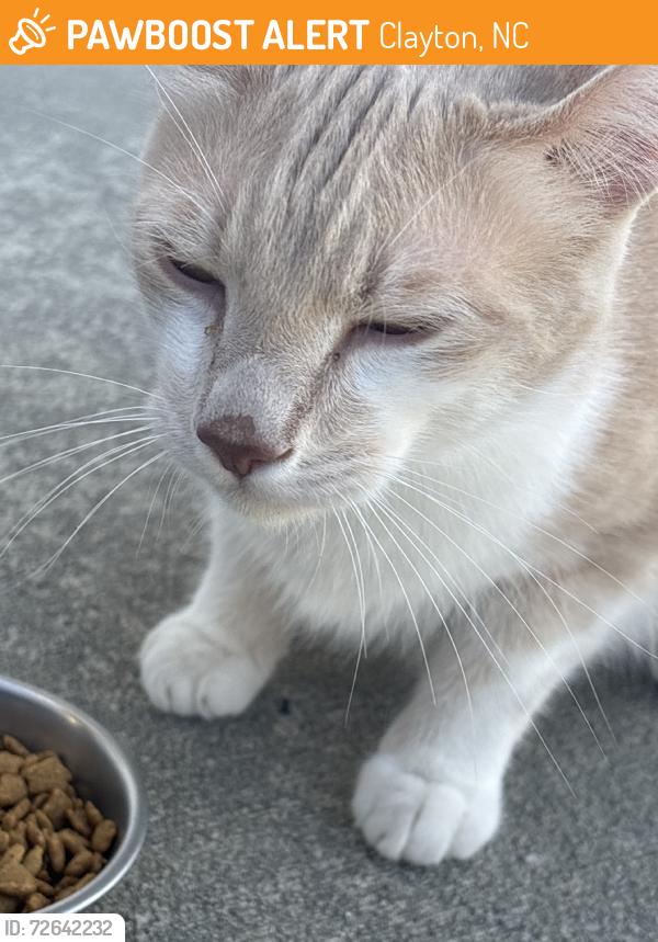 Found/Stray Male Cat last seen Near Balboa parkway, Clayton, NC 27520