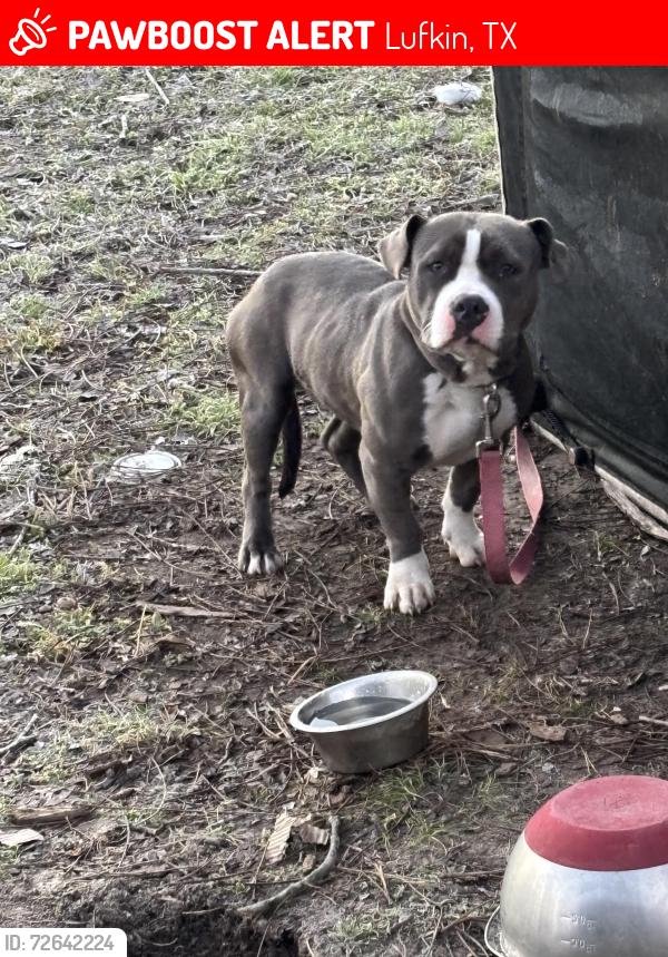 Lost Female Dog last seen Lennox Rd, Lufkin, TX 75904
