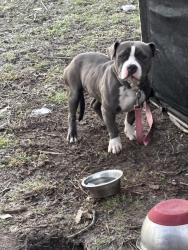 Lost Female Dog last seen Lennox Rd, Lufkin, TX 75904