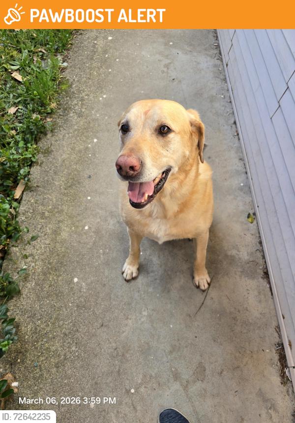 Found/Stray Male Dog last seen AZALEA DRIVE AND NORTH PINNON , Josephine County, OR 97526