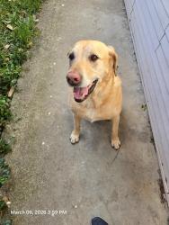 Found/Stray Male Dog last seen AZALEA DRIVE AND NORTH PINNON , Josephine County, OR 97526