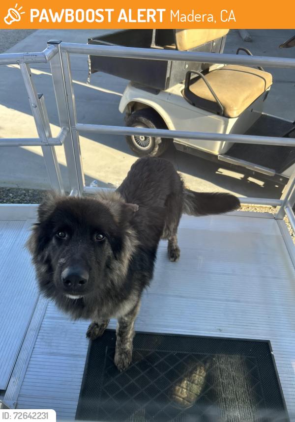 Found/Stray Unknown Dog last seen CubeSmart Madera , Madera, CA 93638