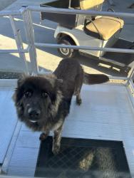 Found/Stray Unknown Dog last seen CubeSmart Madera , Madera, CA 93638