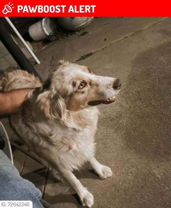 Lost Female Dog last seen Poco way or Wilson way, American Canyon, CA 94503