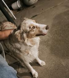 Lost Female Dog last seen Poco way or Wilson way, American Canyon, CA 94503