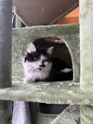 Lost Female Cat last seen Club drive neighborhood across park, Lawrenceville, GA 30044