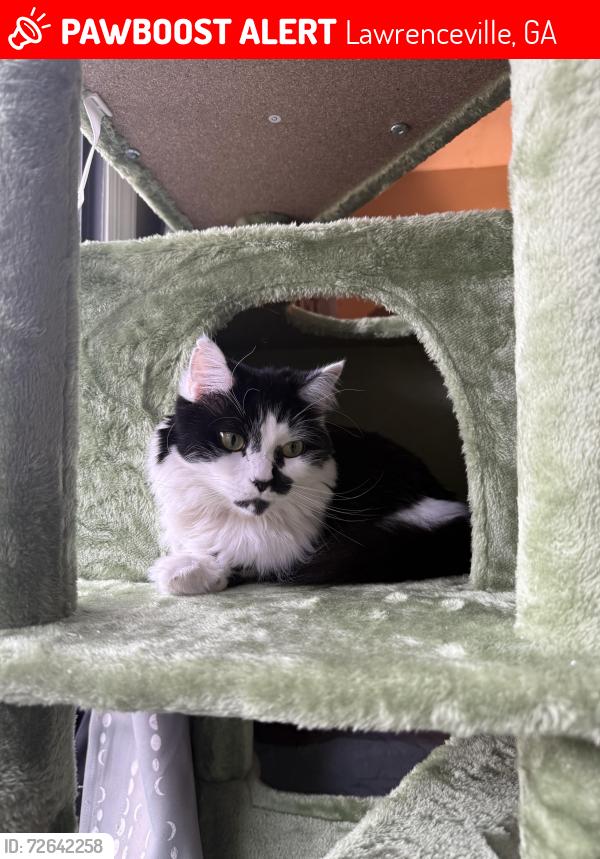 Lost Female Cat last seen Club drive neighborhood across park, Lawrenceville, GA 30044