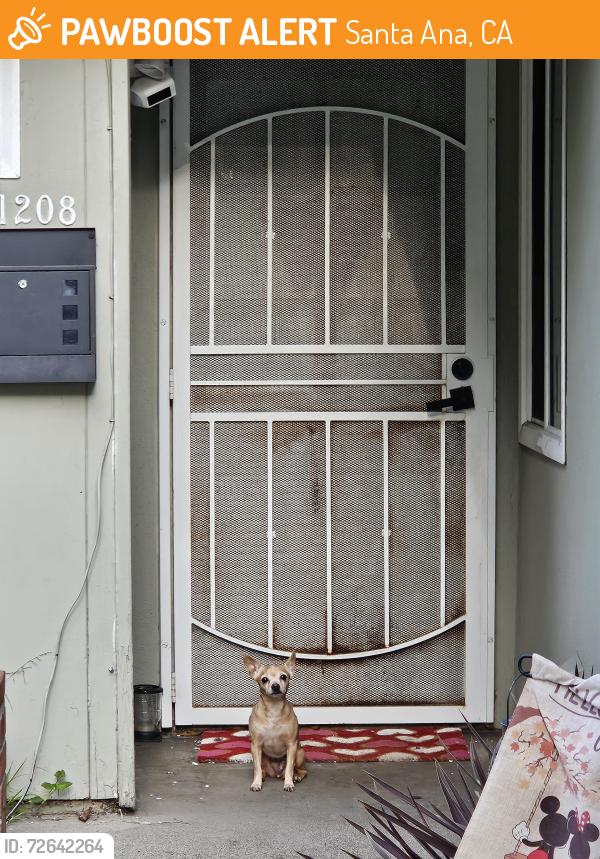 Found/Stray Female Dog last seen Windsor park, Santa Ana, CA 92704