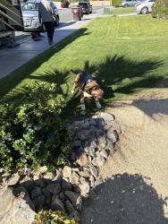 Lost Male Dog last seen Adams, Bermuda Dunes, CA 92203