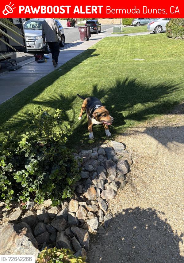 Lost Male Dog last seen Adams, Bermuda Dunes, CA 92203